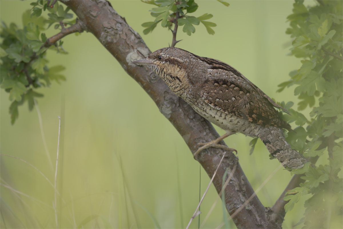Krętogłów-Wryneck