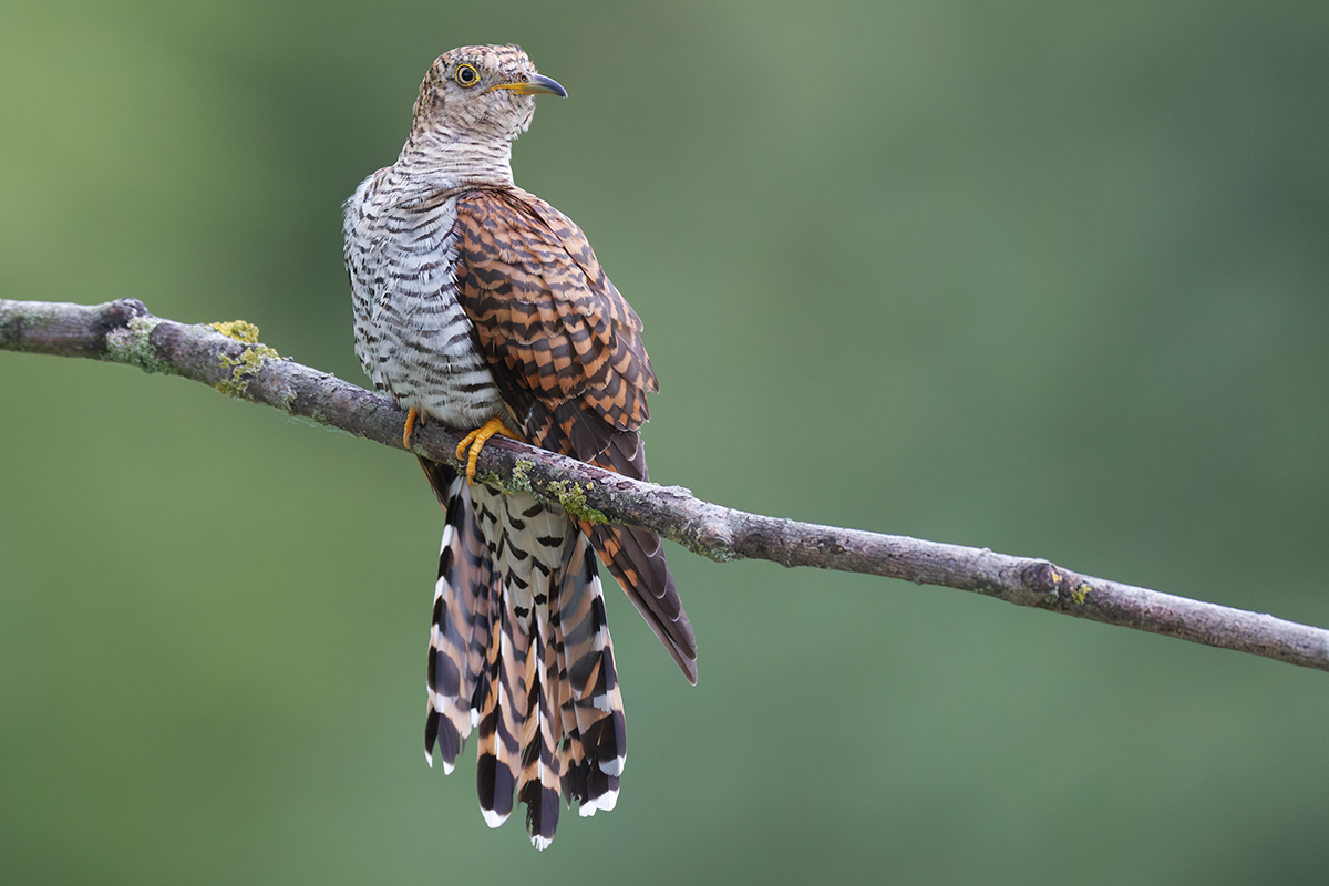 Kukułka-Cuckoo
