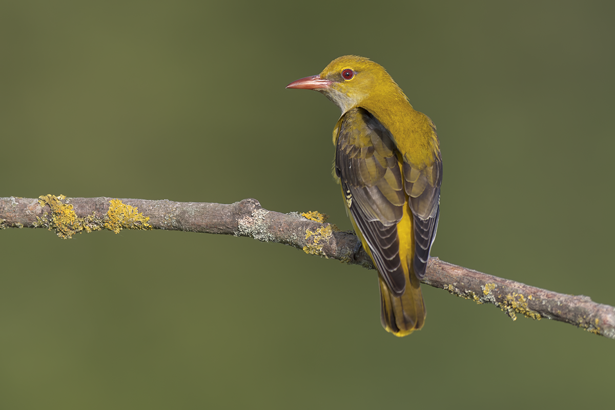 Wilga-Golden Oriole