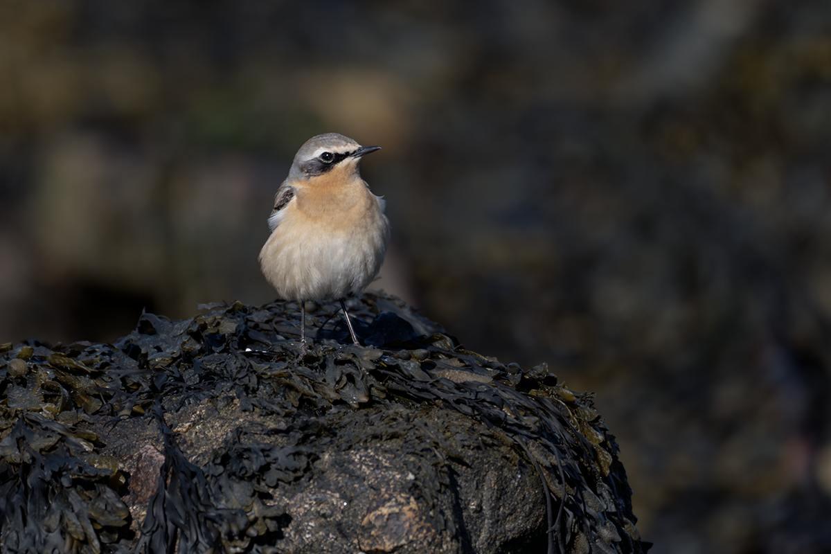 Białorzytka-Wheatear