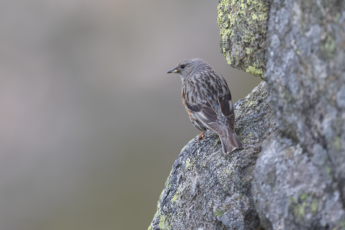 Płochacz  halny-Alpine Accentor