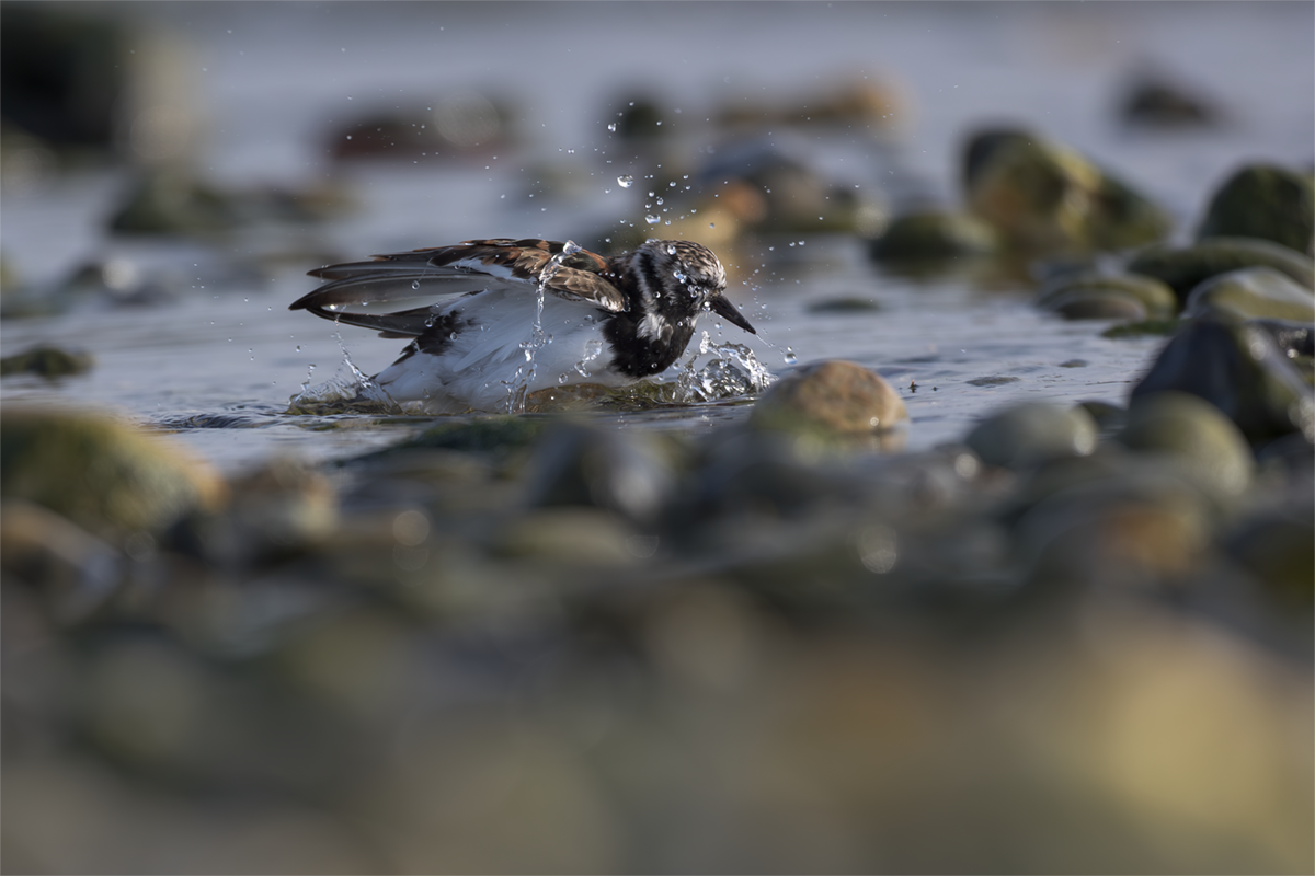 Kamusznik-Turnstone