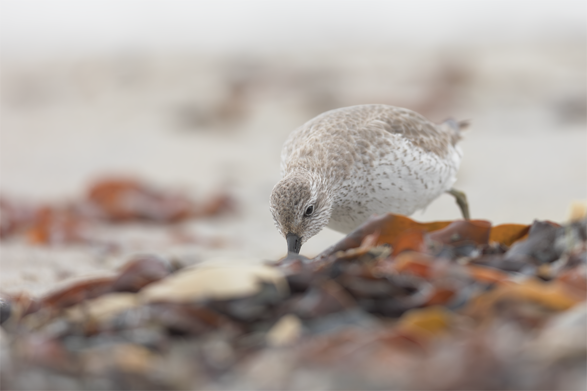 Biegus rdzawy-Red Knot