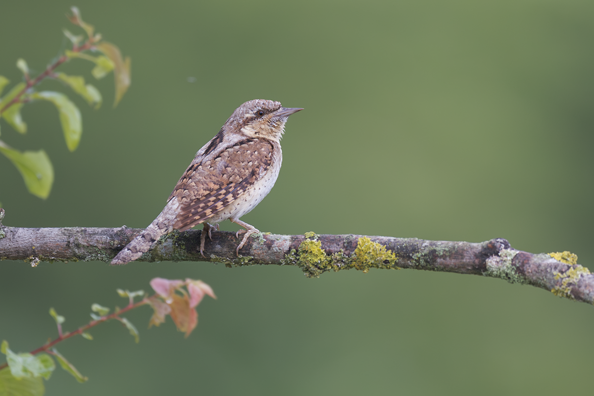 Krętogłów-Wryneck