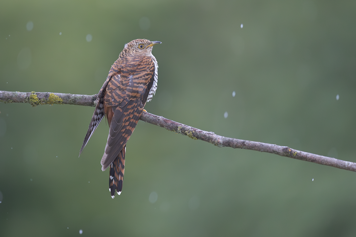 Kukułka-Cuckoo