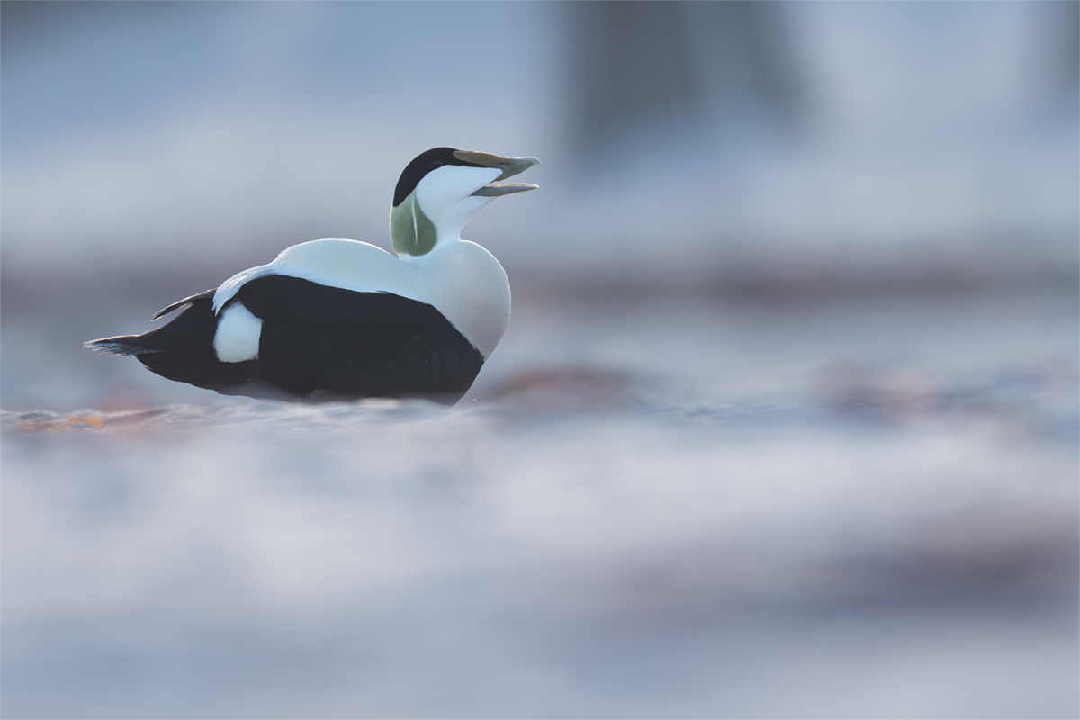 Edredon-Eider