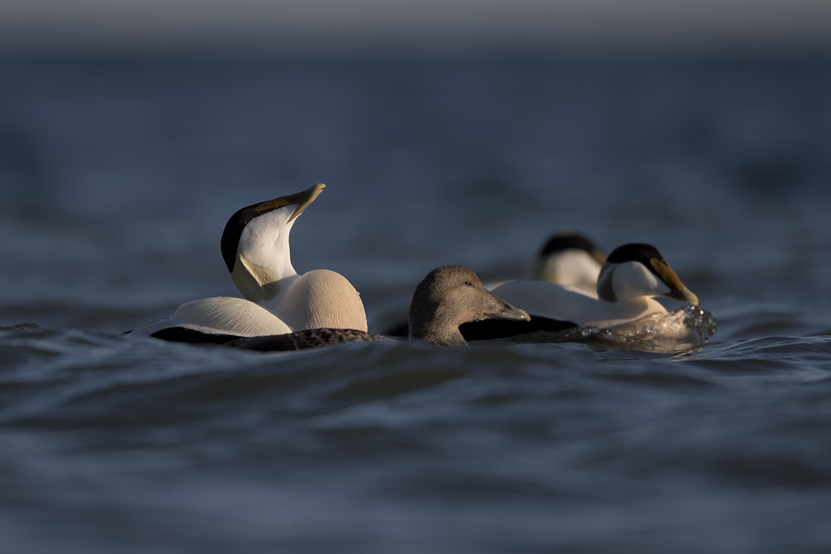 Edredon-Eider