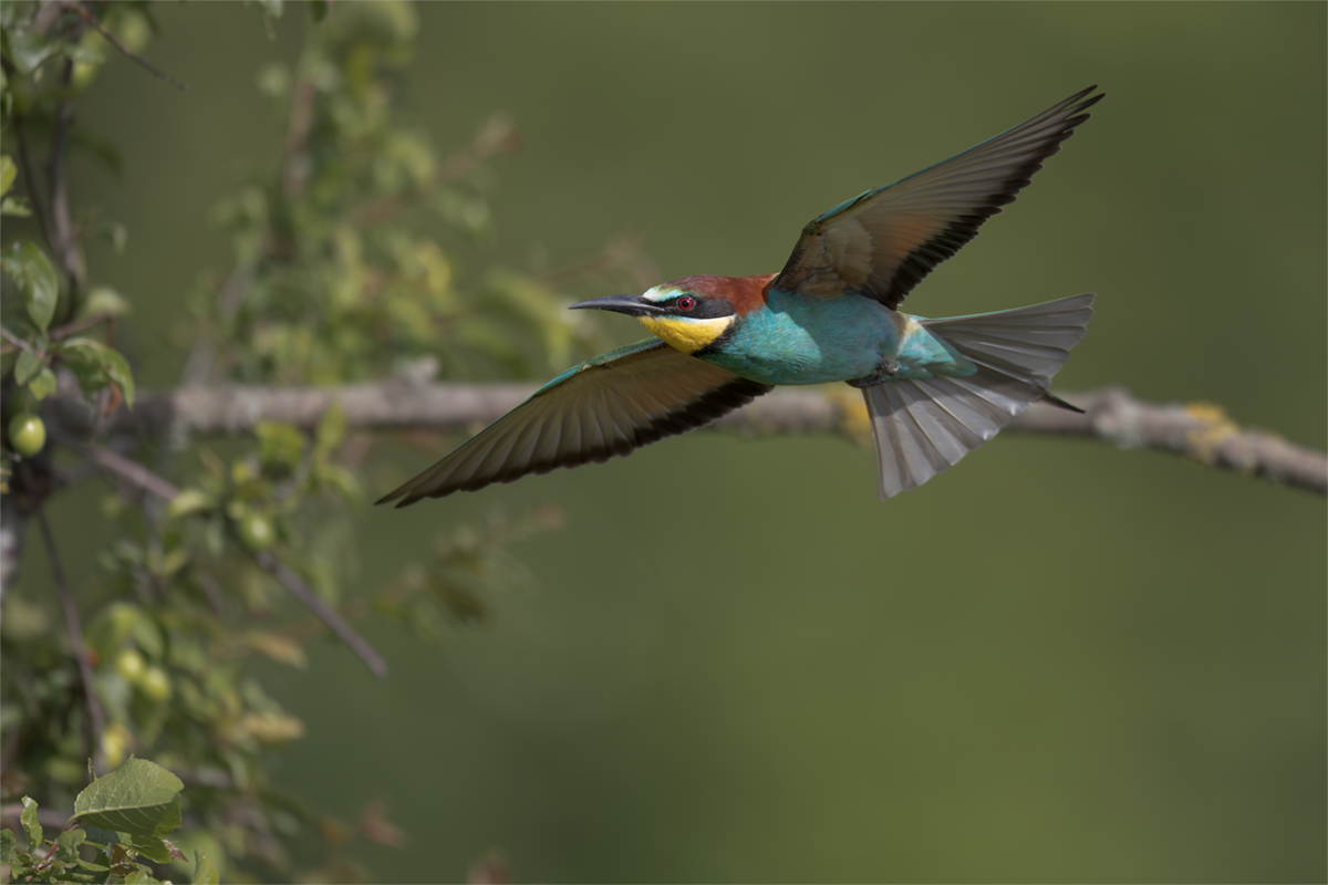 Żołna-Bee-eater 