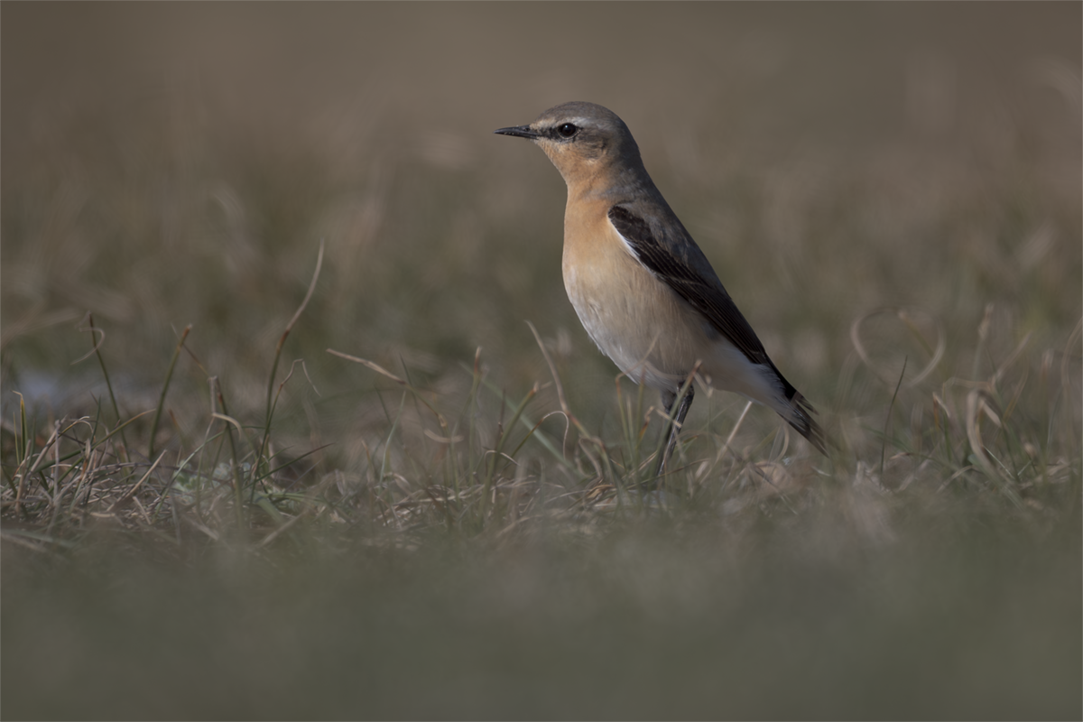 Białorzytka-Wheatear