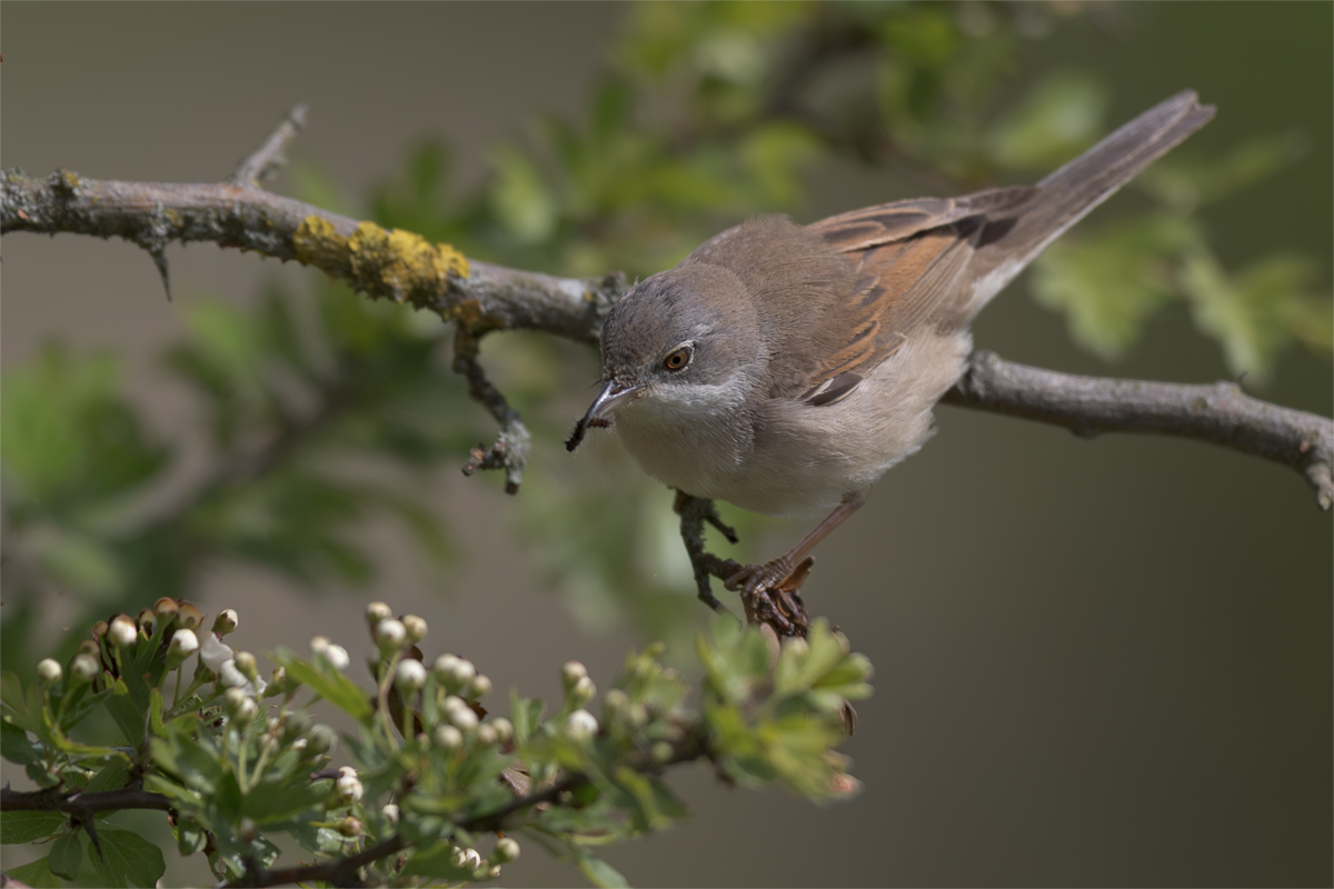 Cierniówka-Whitethroat