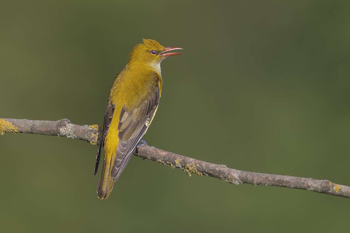Wilga-Golden Oriole