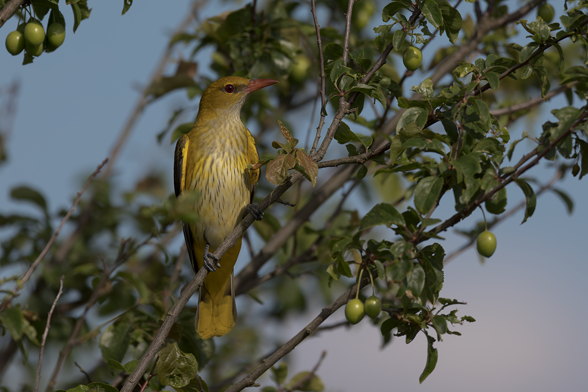 Wilga-Golden Oriole