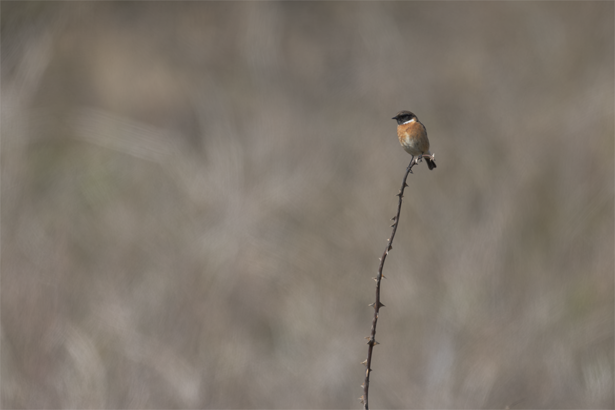 Kląskawka-Stonechat