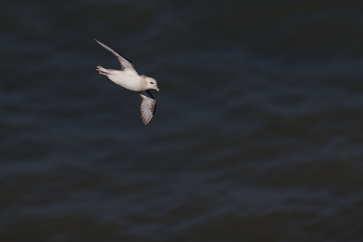 Fulmar-Fulmar