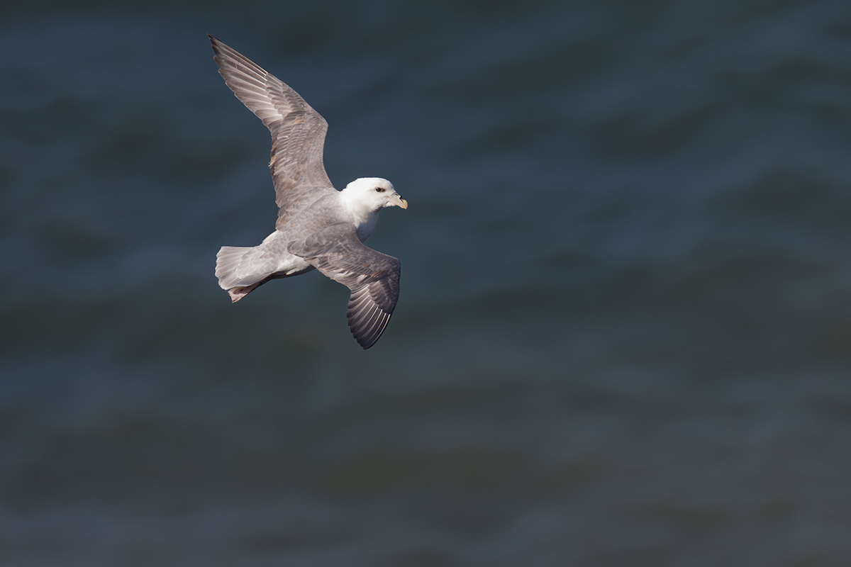 Fulmar-Fulmar