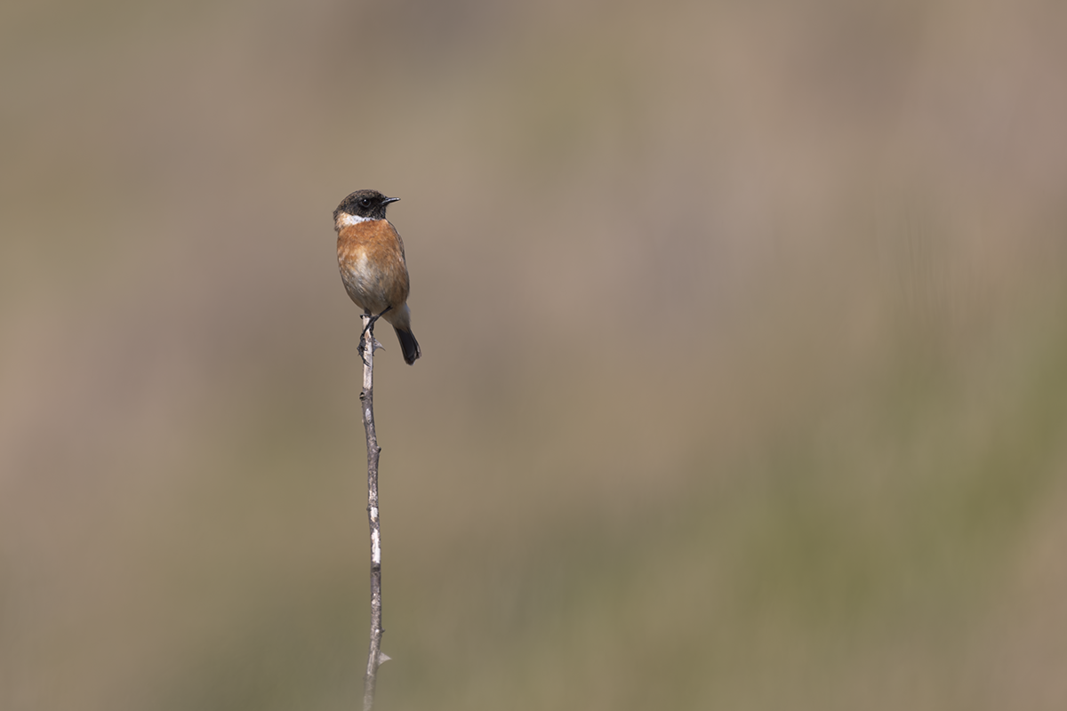 Kląskawka-Stonechat