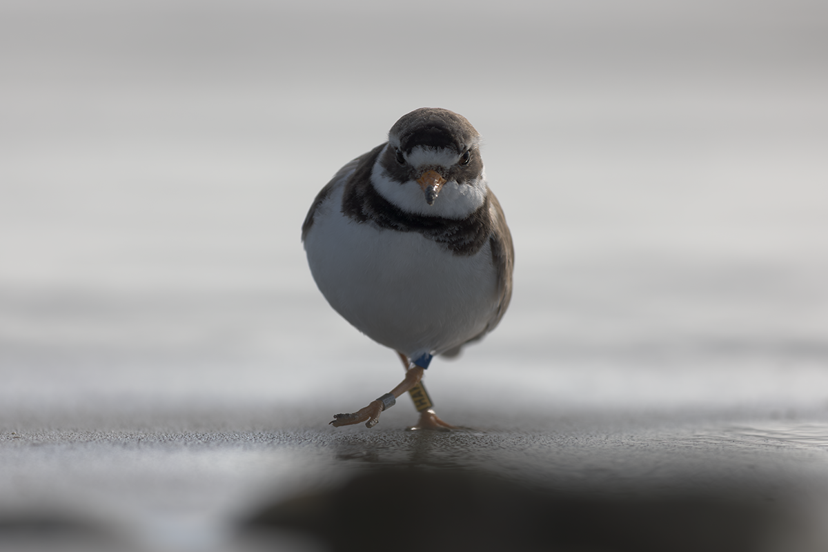 Sieweczka obrożna-Ringed Plover
