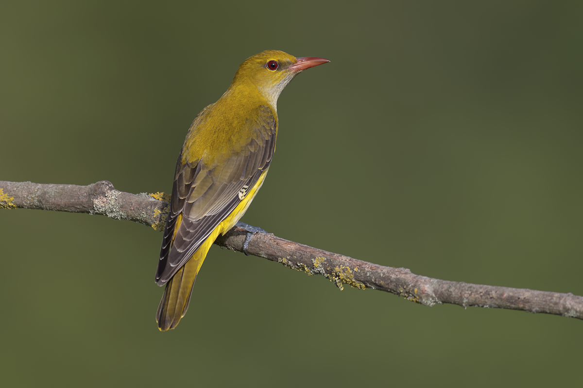 Wilga-Golden Oriole