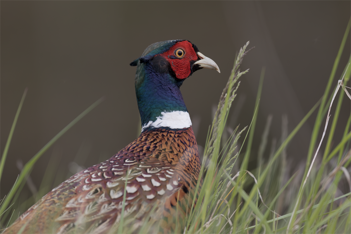 Bażant-Pheasant