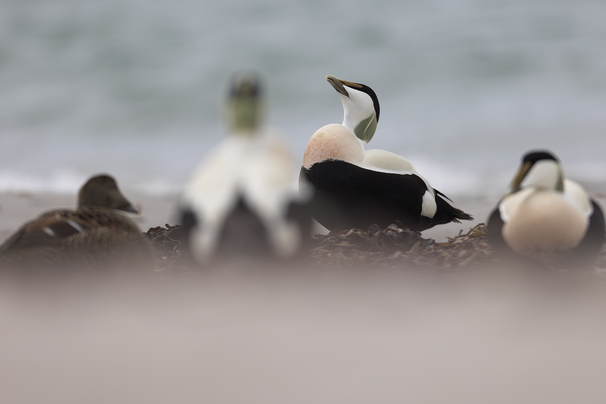 Edredon-Eider