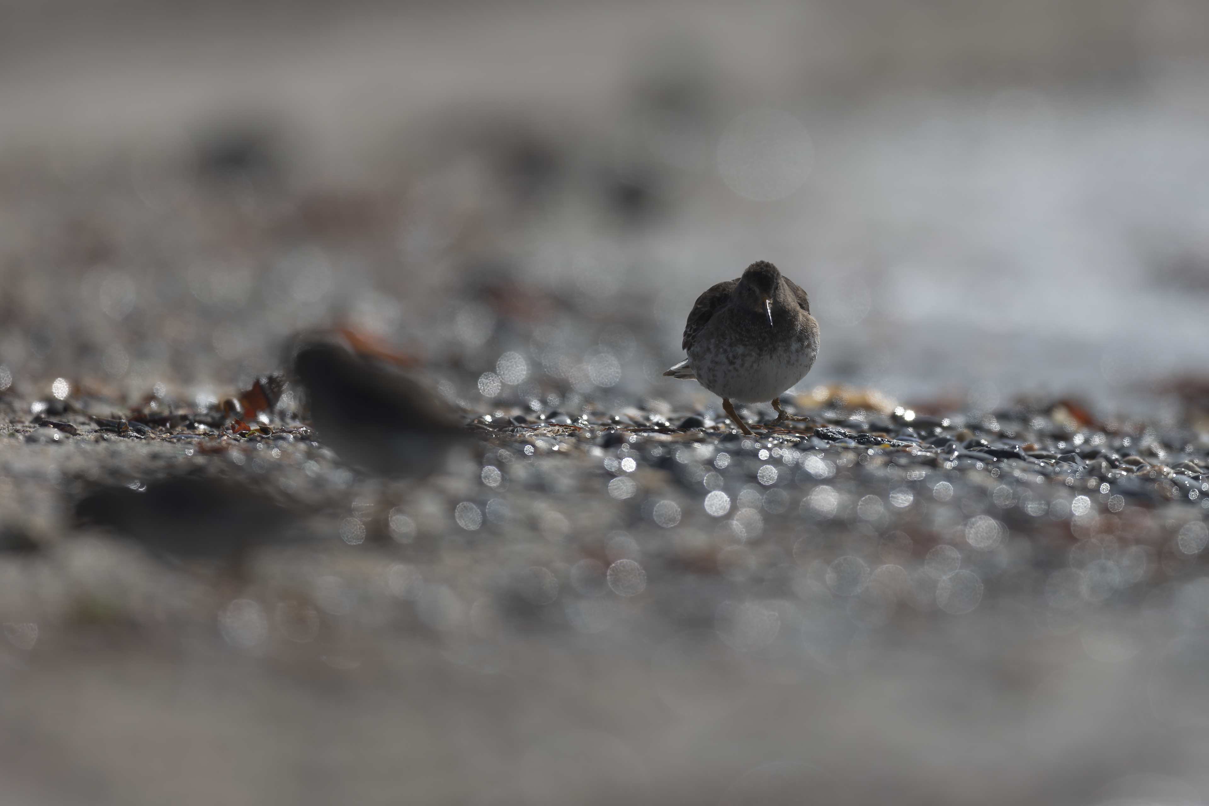 Biegus morski-Purple Sandpiper