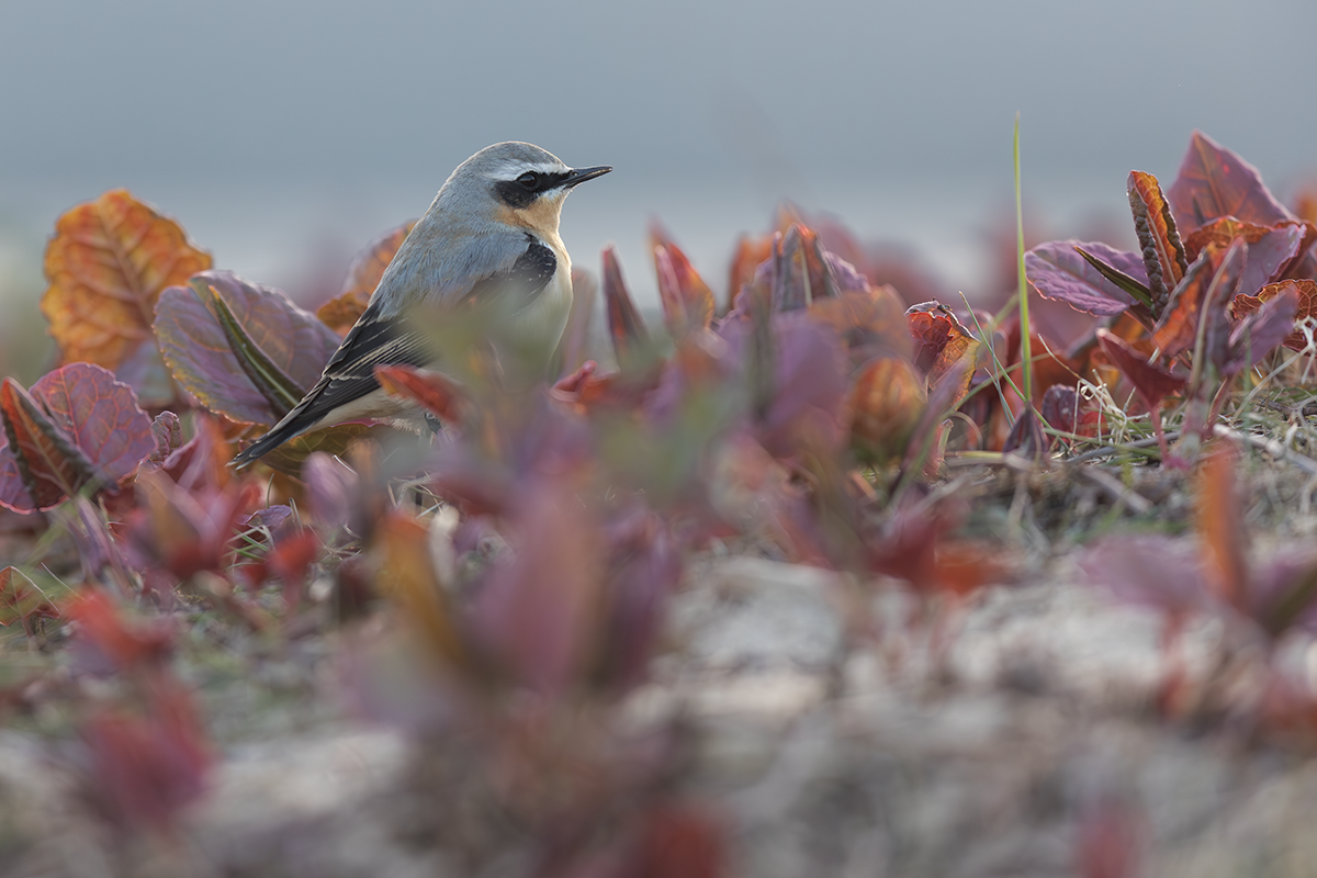 Białorzytka-Wheatear