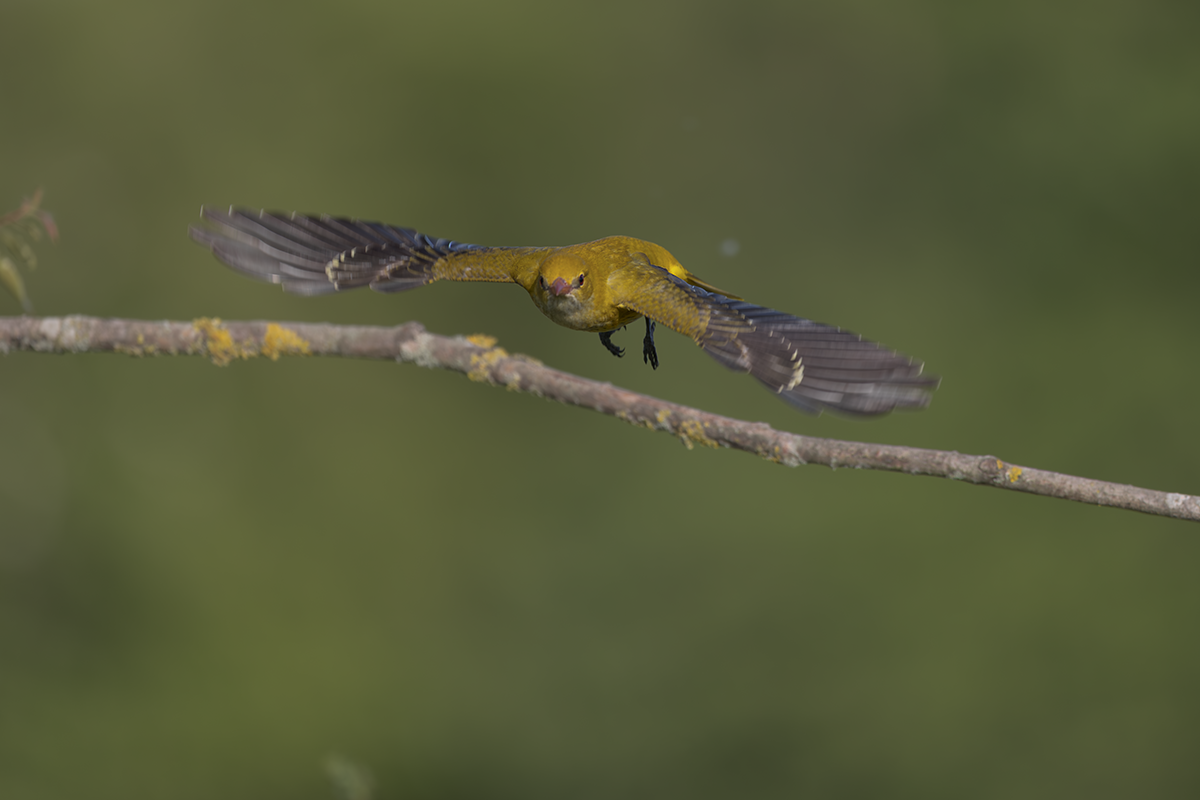 Wilga-Golden Oriole