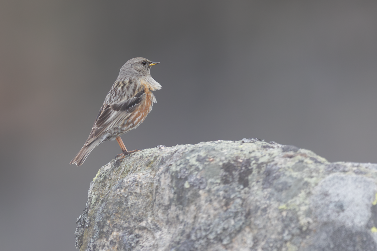 Płochacz  halny-Alpine Accentor