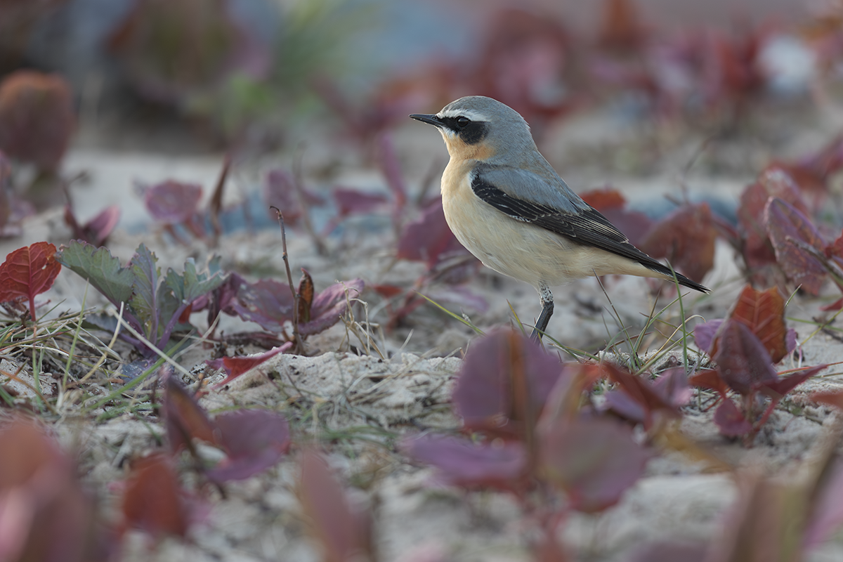 Białorzytka-Wheatear