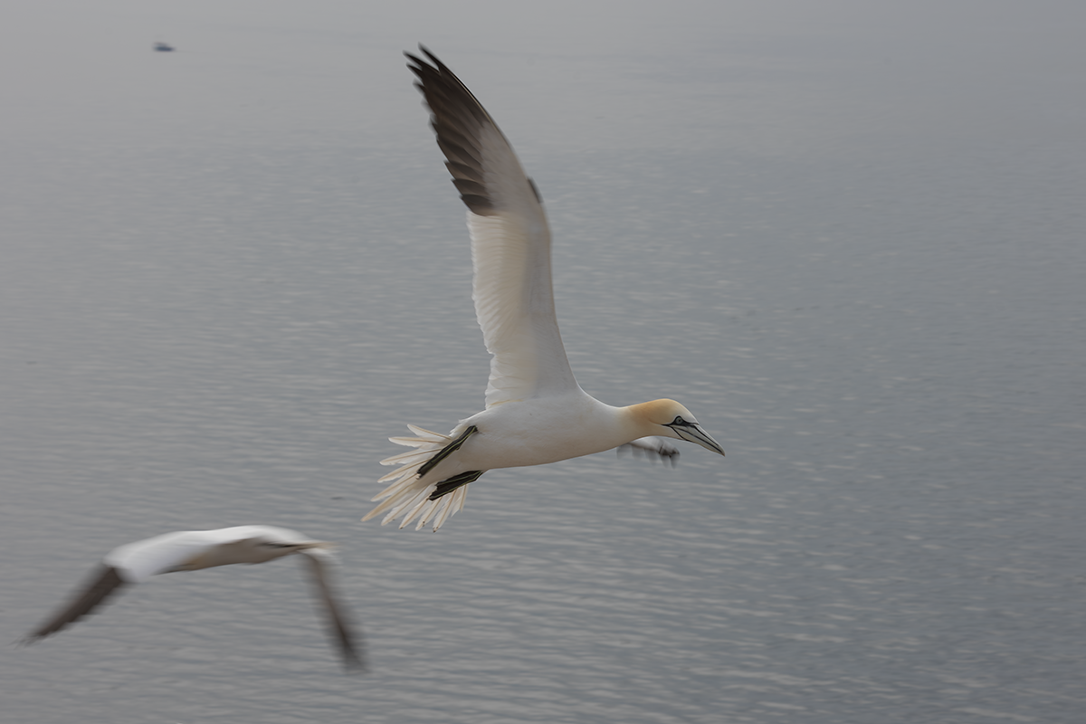 Głuptak-Gannet