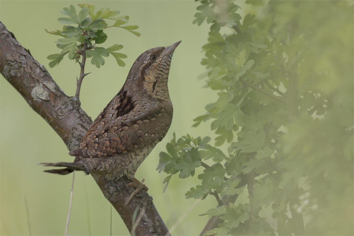 Krętogłów-Wryneck
