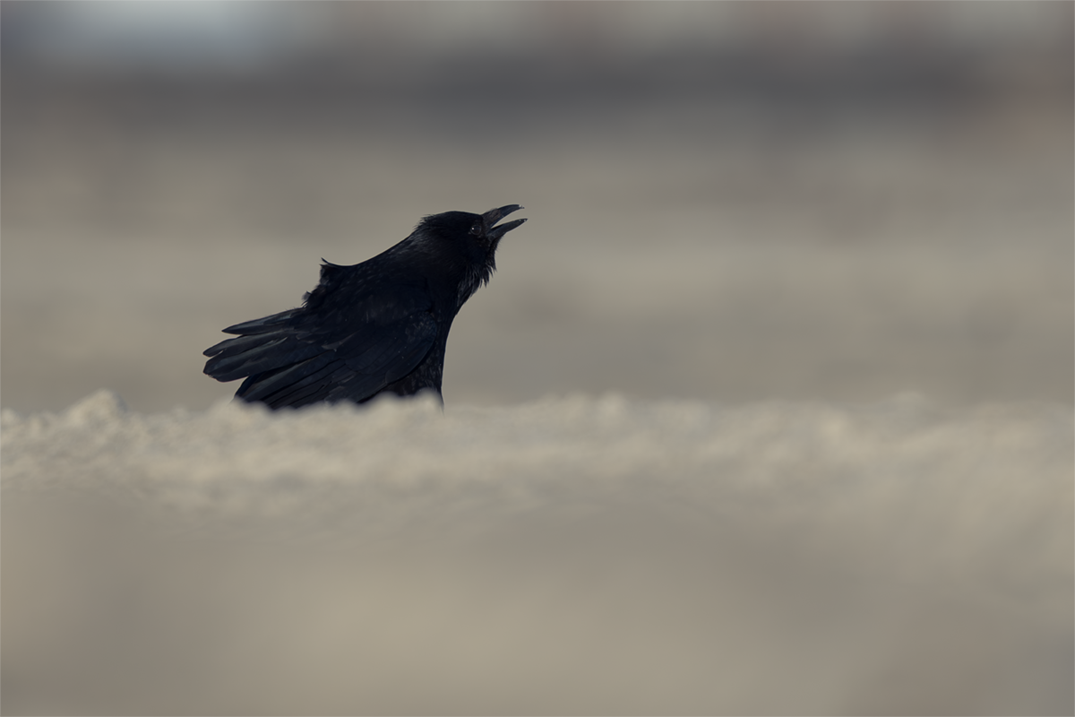Czarnowron-Carrion Crow