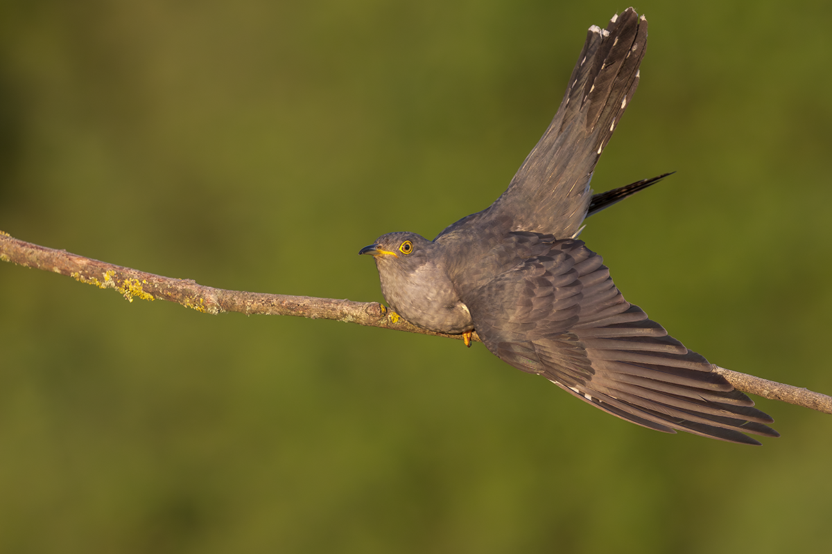 Kukułka-Cuckoo