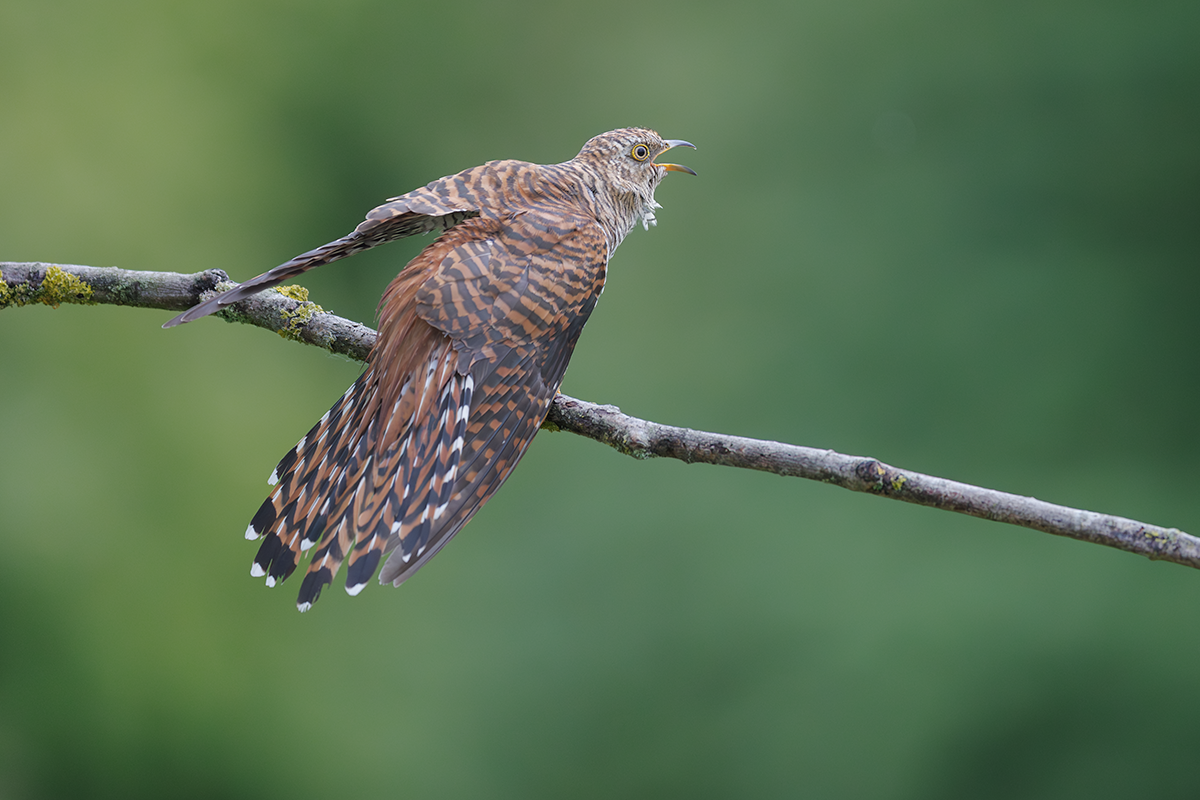 Kukułka-Cuckoo