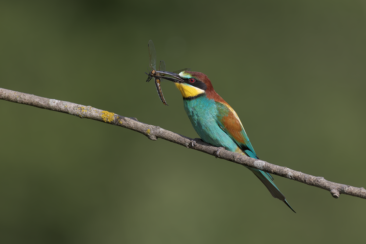 Żołna-Bee-eater 
