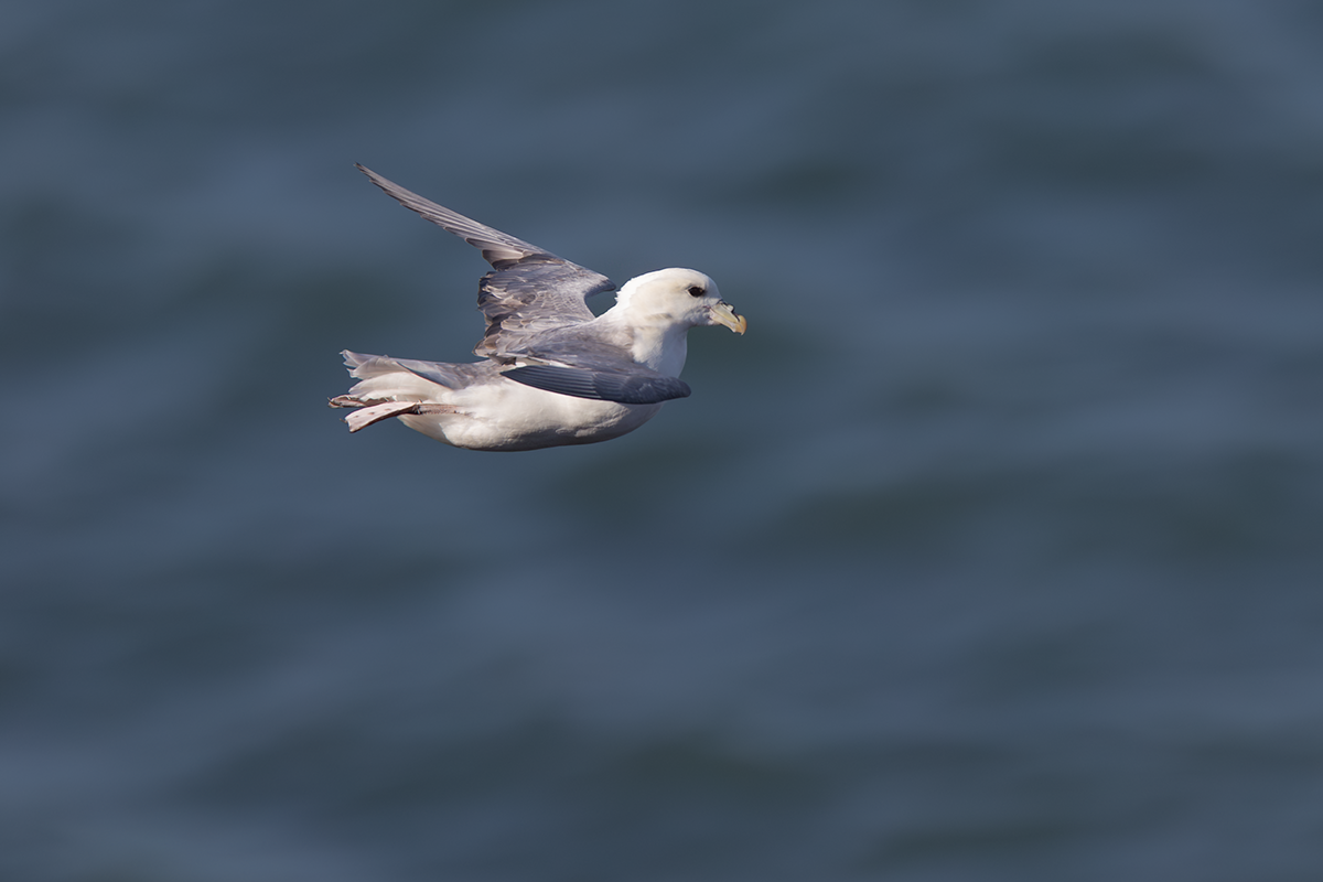 Fulmar-Fulmar
