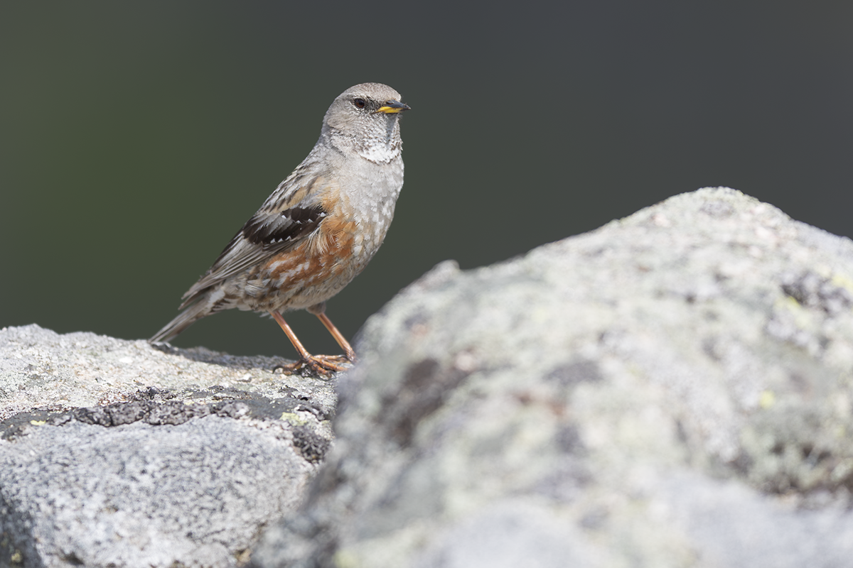 Płochacz  halny-Alpine Accentor