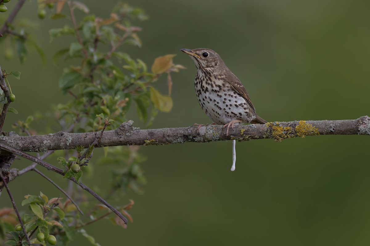 Śpiewak-Song Thrush