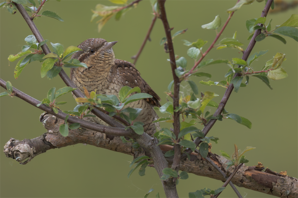 Krętogłów-Wryneck