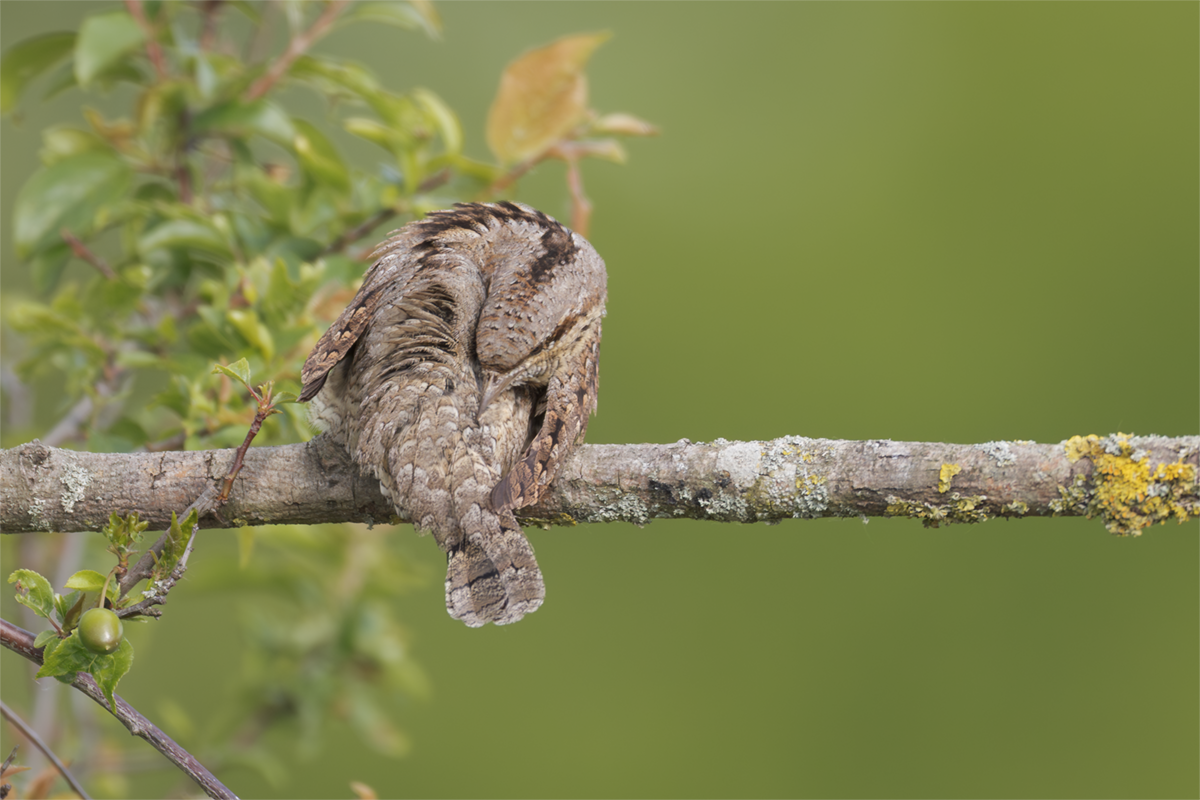 Krętogłów-Wryneck