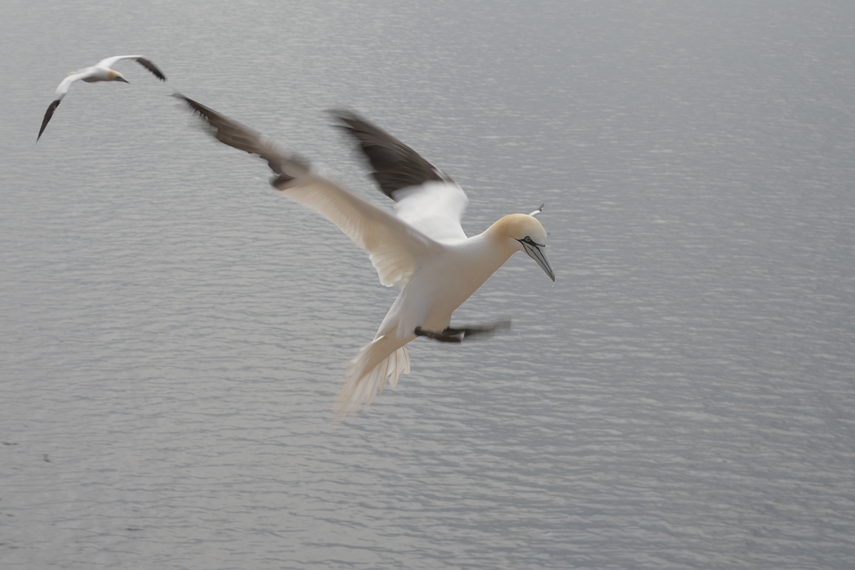Głuptak-Gannet