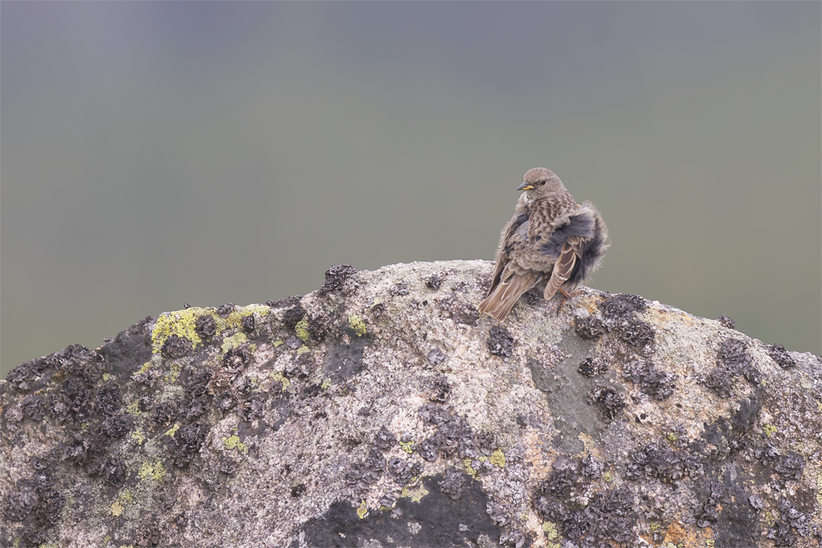 Płochacz  halny-Alpine Accentor