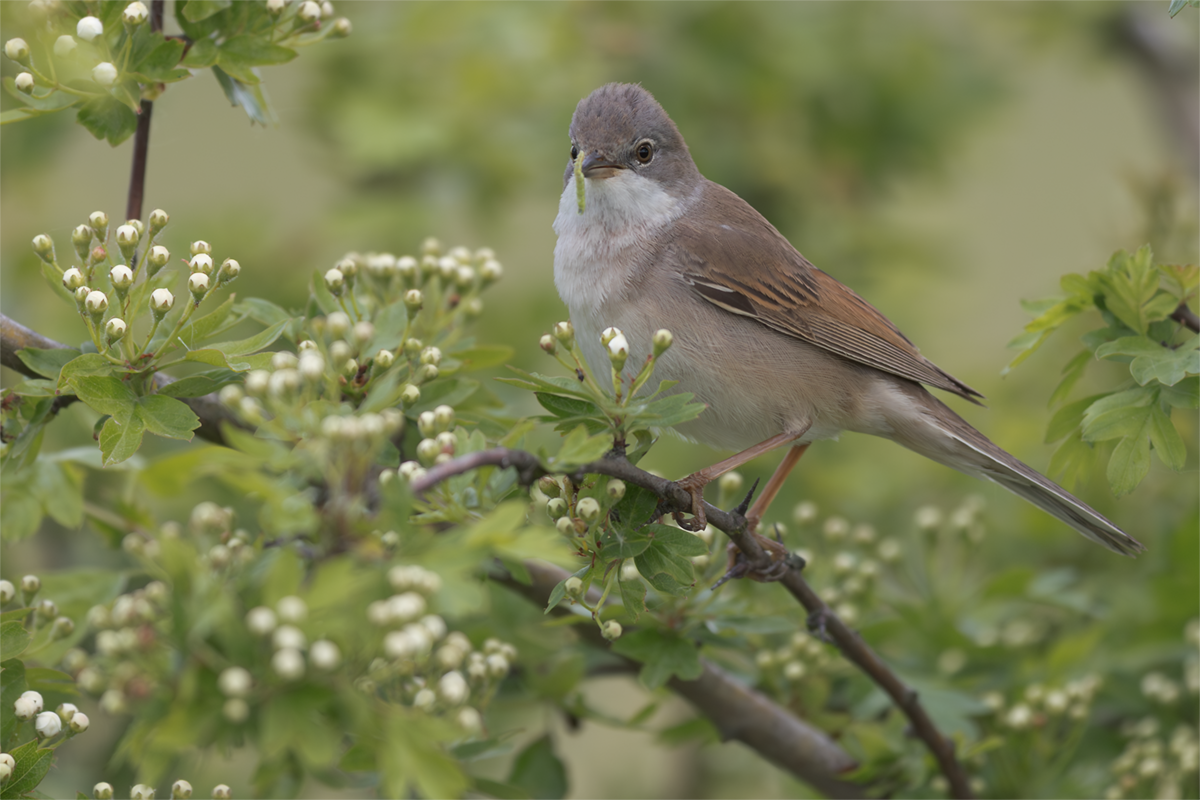 Cierniówka-Whitethroat