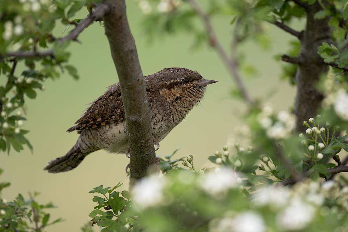 Krętogłów-Wryneck