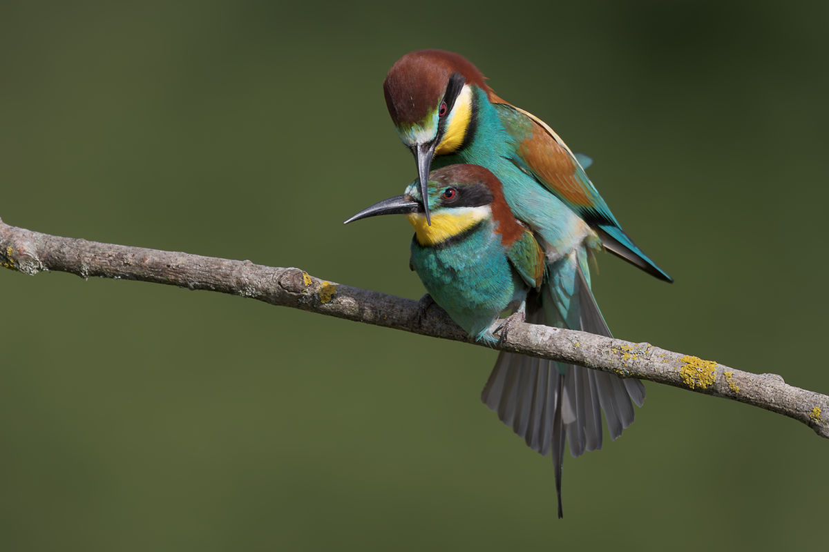 Żołna-Bee-eater 