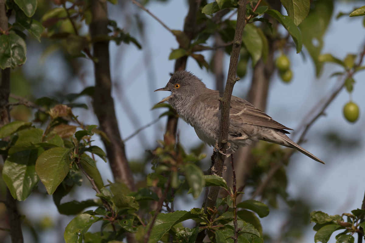 Jarzębatka-Barred Warbler