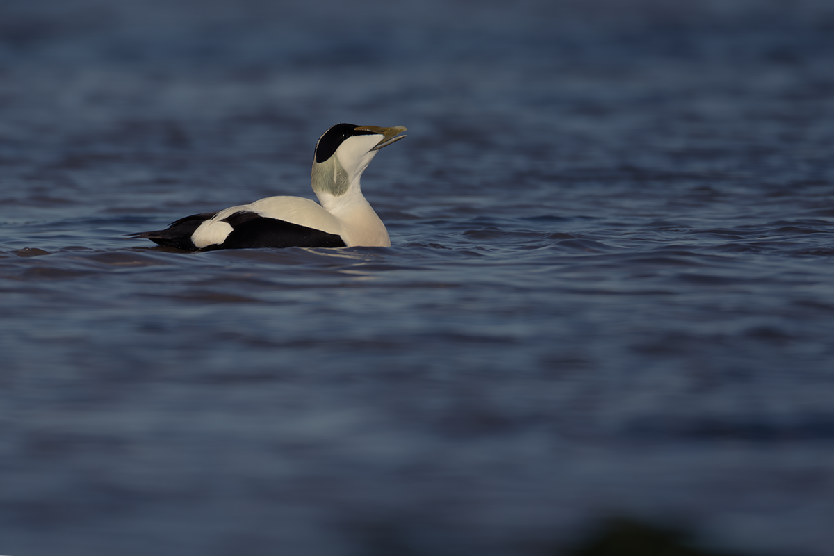 Edredon-Eider