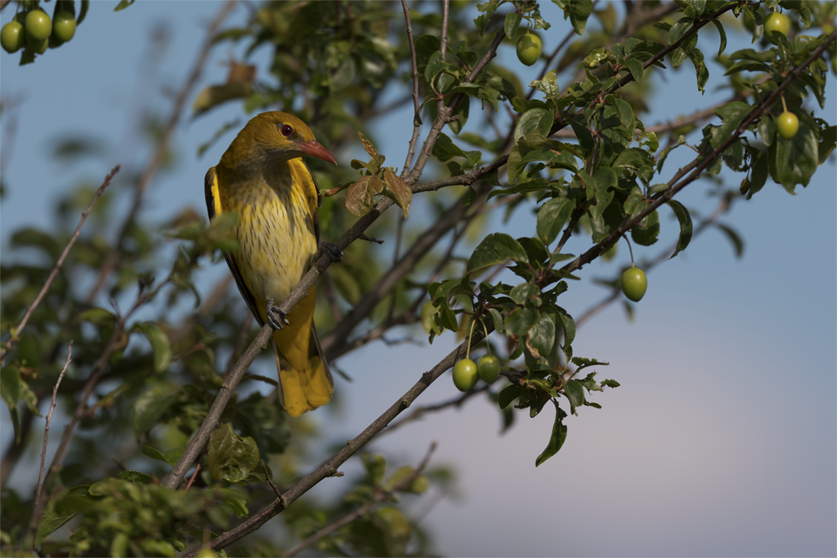 Wilga-Golden Oriole