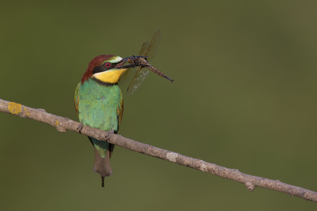 Żołna-Bee-eater 
