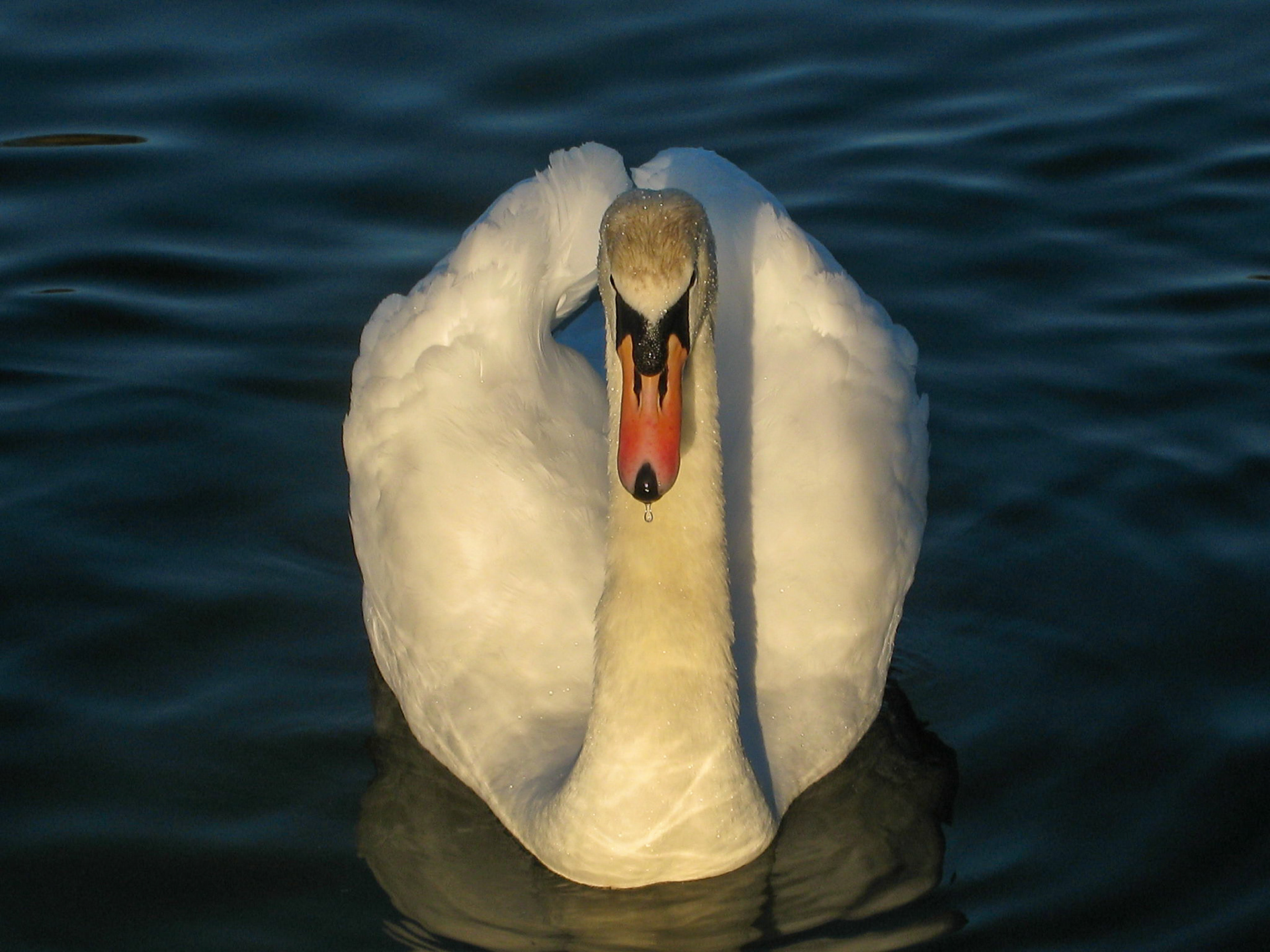 Swan